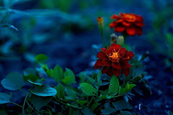 Цветок Желтый Природа Цветы Растение Сад Зеленый Лето Весна Оранжевый — стоковое фото