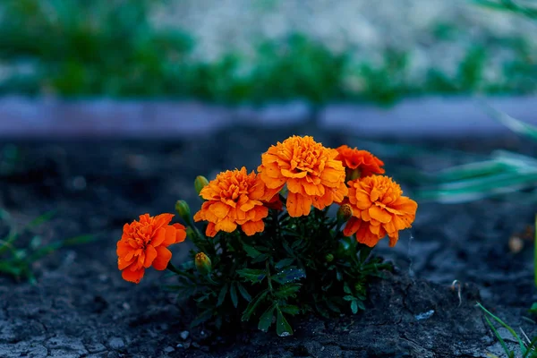 Blomma Gul Natur Blommor Växt Trädgård Grön Sommar Vår Apelsin — Stockfoto