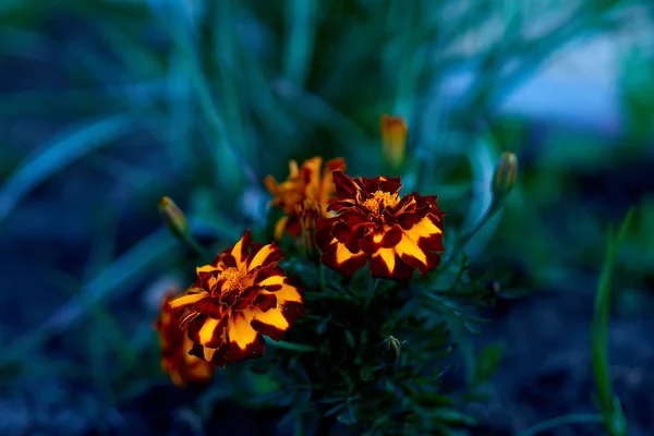 Flor Amarillo Naturaleza Flores Planta Jardín Verde Verano Primavera Naranja — Foto de Stock