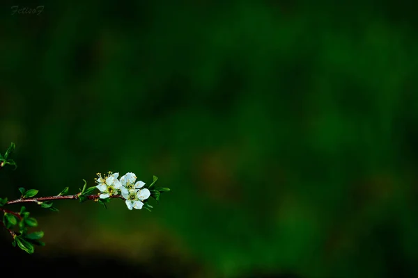 Våren Blomma Blomma Träd Natur Körsbär Filial Vit Blommor Blomma — Stockfoto