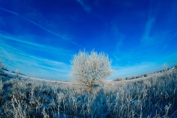 Hiver Neige Arbre Paysage Froid Gel Ciel Nature Forêt Bleu — Photo