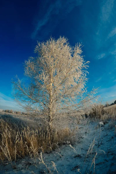 Inverno Neve Albero Paesaggio Freddo Gelo Cielo Natura Foresta Blu — Foto Stock
