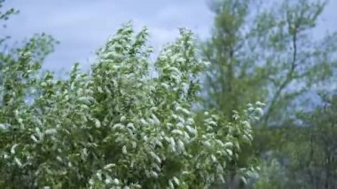 manzara, ağaç, tren, doğa, demiryolu, demiryolu, ağaçlar, orman, yol, raylar, bulutlar, seyahat, mavi, ray, soğuk, bahar, ulaşım, kırsal, demiryolu, park, sonbahar