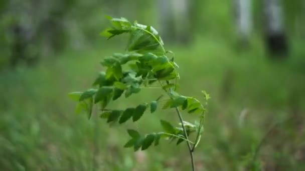 Landskap Träd Tåg Natur Järnväg Järnvägar Träd Skog Väg Spår — Stockvideo