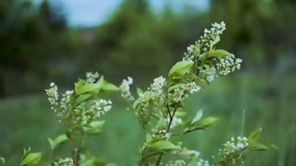 Paisagem Árvore Trem Natureza Férrea Ferrovia Árvores Floresta Estrada Trilhas — Vídeo de Stock