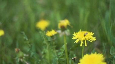 manzara, ağaç, tren, doğa, demiryolu, demiryolu, ağaçlar, orman, yol, raylar, bulutlar, seyahat, mavi, ray, soğuk, bahar, ulaşım, kırsal, demiryolu, park, sonbahar