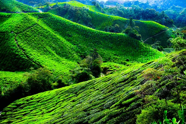 Зеленые Крутые Волнистые Холмы Чайной Плантации Вершине Холмов Выделены Солнцем — стоковое фото