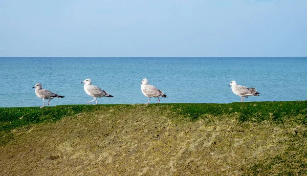 Quatro Gaivotas Uma Fileira Andando Mesma Direção Longo Uma Parede — Fotografia de Stock