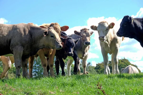 Cinq Jeunes Vaches Différentes Couleurs Entassées Dans Champ Tous Regardant — Photo