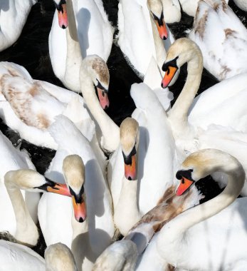 On Beyaz kuğular güzel hassas şekiller oluşturan uzun boyunlu kavisli kuğular suda, bir gruptaki birbirine yakın