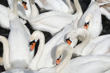 On Beyaz kuğular güzel hassas şekiller oluşturan uzun boyunlu kavisli kuğular suda, bir gruptaki birbirine yakın