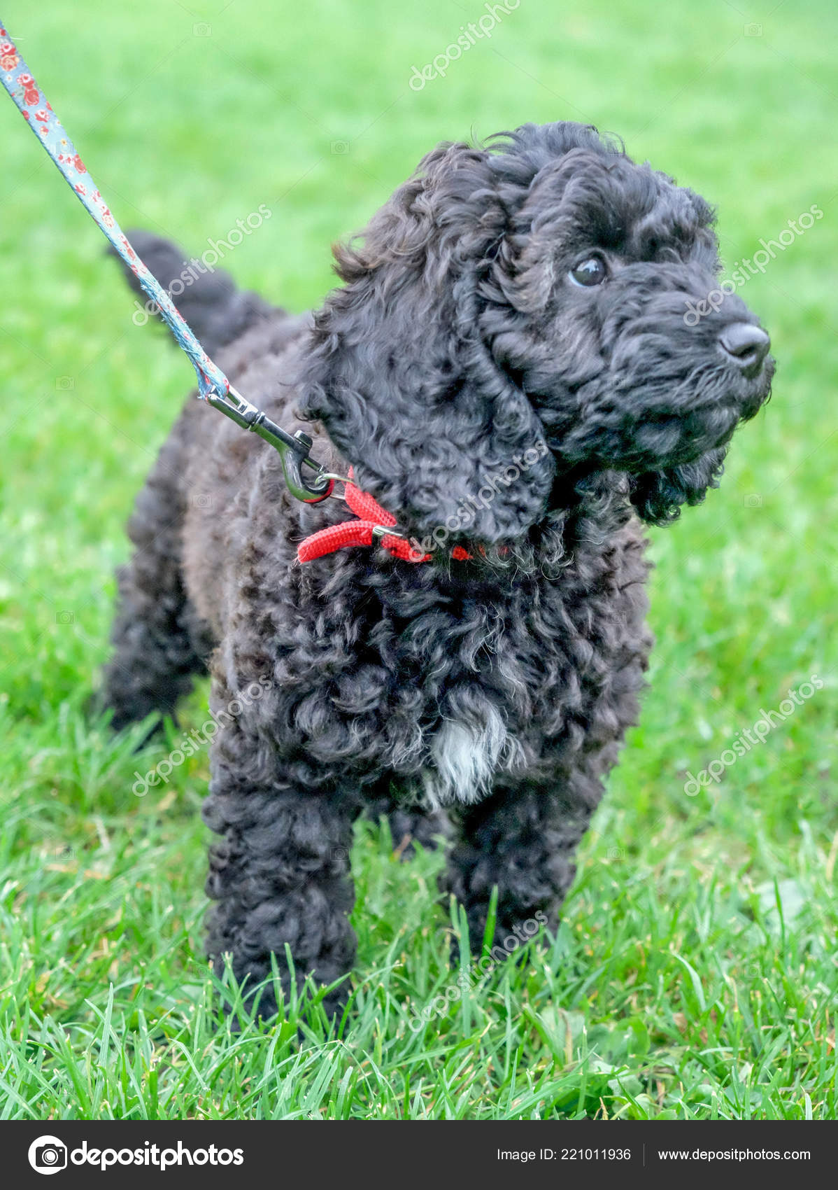 small black dog with curly hair