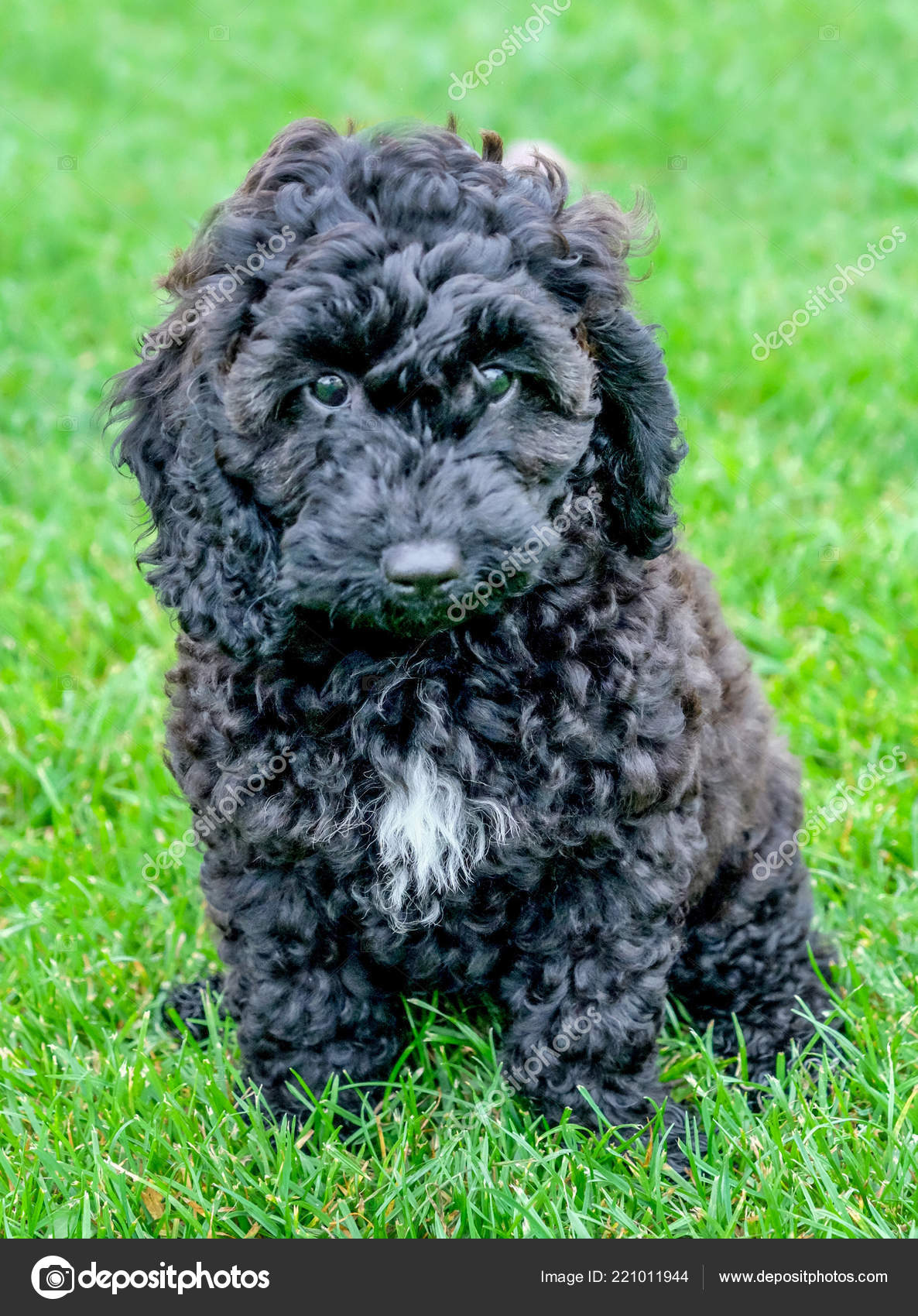 Shop Small Black Curly Hair Dog | UP TO 57% OFF