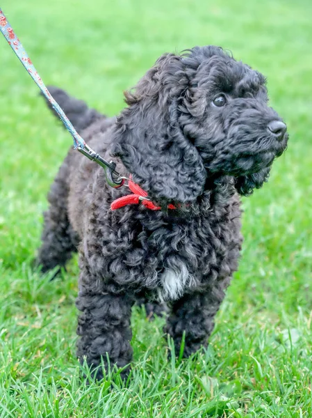 Siyah cockerpoo kıvırcık saçlı köpek yavrusu ile yeşil çim bir kurşun kırmızı tasması üzerinde çalışan, o bir üçgen beyaz kürk onun göğüs ve uzun siyah kıvırcık kulakları vardır