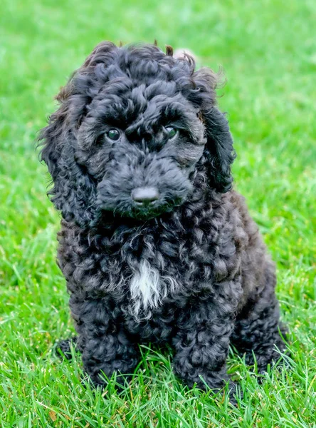 Stairing doğrudan o onun göğüs ve uzun siyah kıvırcık kulaklar kürk bir üçgen beyaz vardır kamera içine belgili tanımlık köpek yavrusu olduğunu yeşil çimenlerin üzerinde oturan siyah cockerpoo kıvırcık saçlı köpek yavrusu