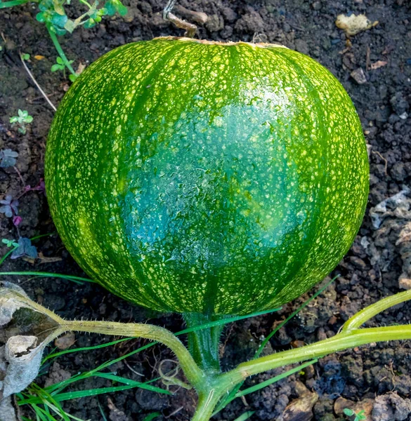 Green Pumpkin Growing Brown Soil Vegetable Patch — Stock Photo, Image