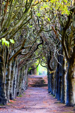 bir ağaç yol orta yere baktığımızda, treea eski ağaçların tepesine olan bir knarled birlikte bir kemer oluşturan yara, bu sonbahar sonbahar ve patika yolun sonuna Altın yaprağı örtülü sekiz taş hangi adımlar vardır 