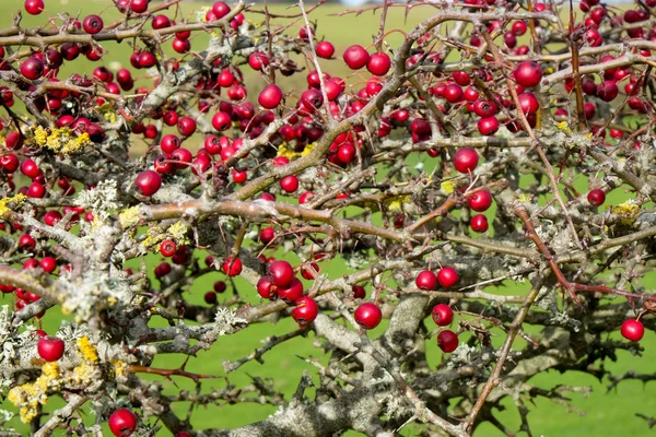 Close Ripe Red Hawthorn Berry Bush Two Hundred Red Berries — Stock Photo, Image