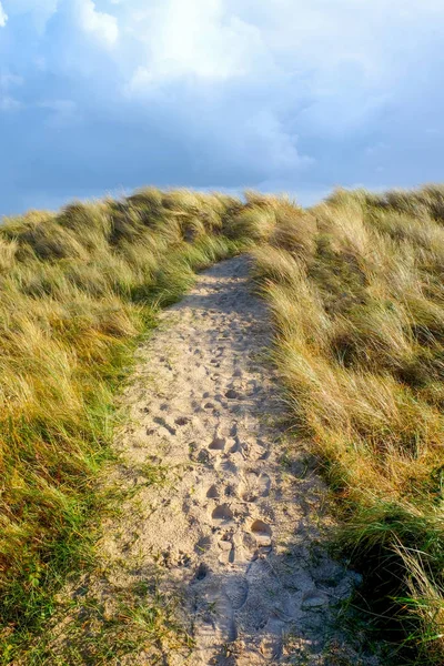 In the centre a sandy pathway with lots of footprints runs through long yellow windswept grass covered sand dunes behind is blue with white and grey clouds. Vertical format.