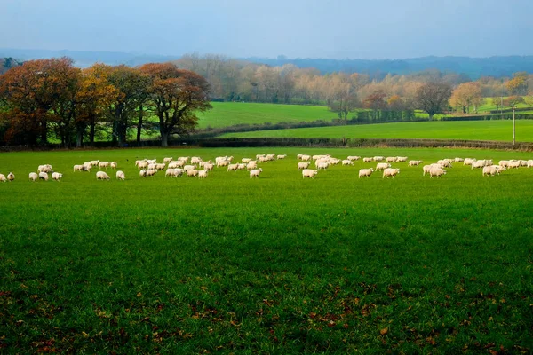 Bir Sürü Altmış Koyun Ayakta Bir Alanda Onlar Tüm Aynı — Stok fotoğraf