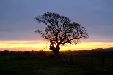 Sabah güneşin üzerinde South Downs Ulusal Park, suning tarafından kontrast ağacında bir alan kış ağaç Merkezi'nin parlıyor
