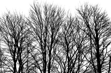 four bare trees with lots of branches in the winter the trees are silhoutted black and the sky in the back ground is white, the image has a lot of shape and texture in it. clipart