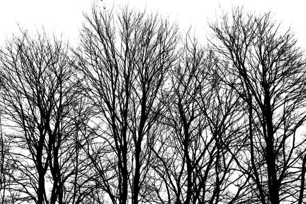 four bare trees with lots of branches in the winter the trees are silhoutted black and the sky in the back ground is white, the image has a lot of shape and texture in it.