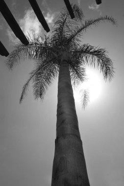Palmiye dalları üst uzun palmiye ağacına bagajına bakmak düşük bir bakış avuç içi güneş, gökyüzü ile kabarık bulutlar, siyah ve beyaz fotoğraf açıktır parlıyor