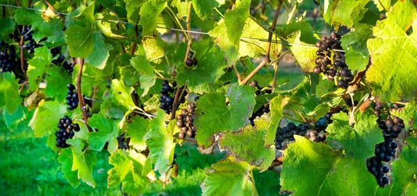 aşağı asılı, Güneş parlıyor bir ışık demeti döküm üzüm, İngilizce bağ, sussex, İngiltere asma üzüm arkasında bir üzüm asma üzerinde büyüyen siyah üzüm demet,