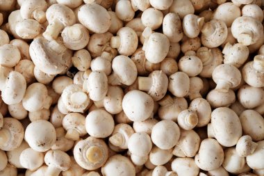 Yaklaşık 100 ham düğme mantar birbirlerinin üstüne yığılmış, tepegöz görünüm noktası mantar üzerine aşağı bakıyor