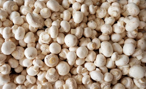 Yaklaşık 100 ham düğme mantar birbirlerinin üstüne yığılmış, tepegöz görünüm noktası mantar üzerine aşağı bakıyor