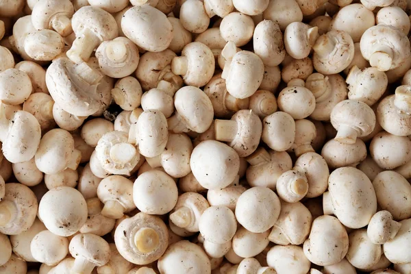 Yaklaşık 100 ham düğme mantar birbirlerinin üstüne yığılmış, tepegöz görünüm noktası mantar üzerine aşağı bakıyor