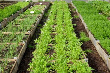 bir plastik yeşil ev, polytunnel, yataklarda büyüyen ahşap taraf ile yükseltilmiş sebze yatakları uzun çizgiler, havuç, salade yaprakları, soğan, hebrbs bazı tamamen yetiştirilen ve bazı seedlin vardır yeşil sebze ve hebs farklı çeşitleri vardır