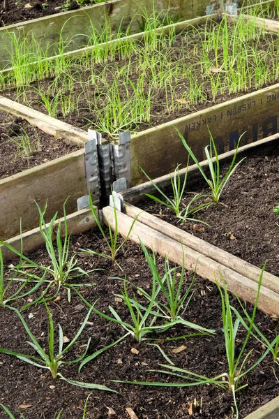 two rows of raised vegetable beds with wooden sides in lines in a plastic green house, polytunnel, growing in the beds are ten different varieties of vegetables some are fully grown and some are seedlings.