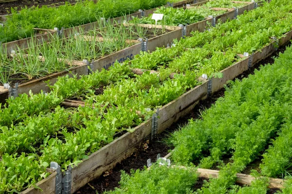 Four rows of raised vegetable beds with wooden sides in lines in a plastic green house, polytunnel, growing in the beds are ten different varieties of vegetables, from carrots, salade leaves, onion, hebrbs some are fully grown and some are seedlings.