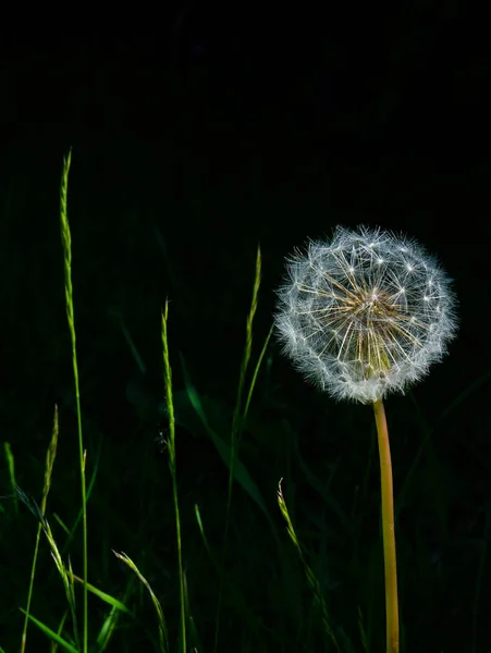 黒い背景と草の刃を持つタンポポの種子の頭 — ストック写真