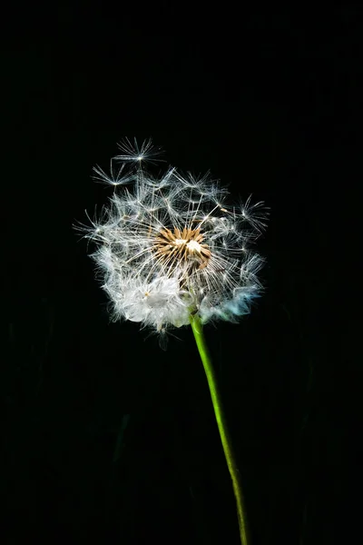 Dandelion seed head with a black background — Stock Photo, Image