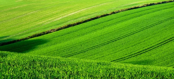 Campos verdes de trigo ondulado con líneas de cadenas de neumáticos para tractores — Foto de Stock