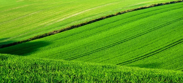 Traktör lastik rayları hatları ile yeşil haddeleme buğday tarlaları çalıştırmak — Stok fotoğraf