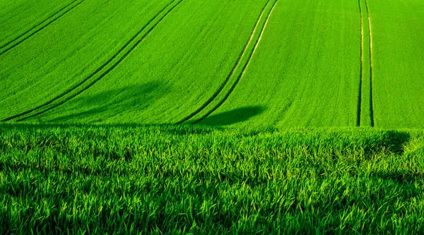 A green rolling wheat field with four seperate lines of tractor — Stock Photo, Image