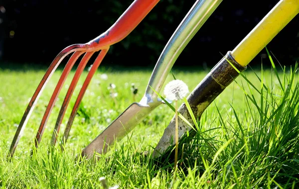 A red gardening fork and two gardening spades in grass