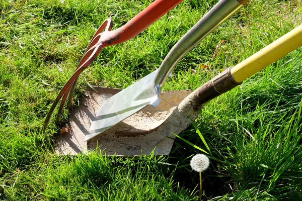 A red gardening fork and two gardening spades in grass