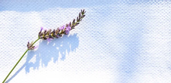 Lavender on white linen — Stock Photo, Image