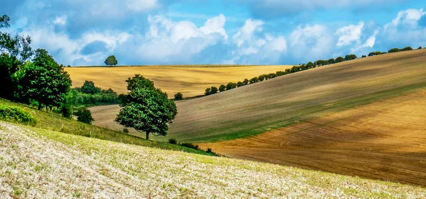 Sussex, English countryside, rolling hills with golden crops gro