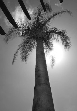 arkasında parlayan güneş ile palmiye ağacı