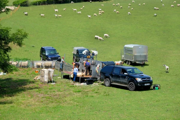 Sussex, Birleşik Krallık 'ta koyun kırpması — Stok fotoğraf
