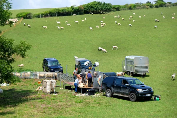 Sussex, Birleşik Krallık 'ta koyun kırpması — Stok fotoğraf