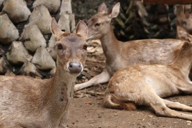 Geyikler Bali Hayvanat Bahçesi, Endonezya. Yakın çekim