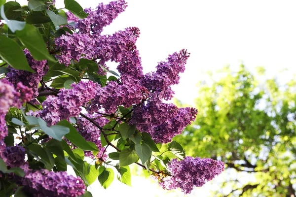 Floreciendo Flores Lila Púrpura Arbusto Vibraciones Primavera — Foto de Stock