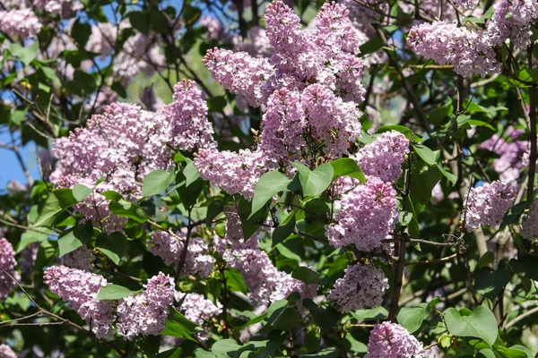 Blooming Purple Lilac Flowers Bush Spring Vibes — Stock Photo, Image